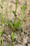 Brazilian vervain